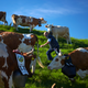 A cheese maker gathers his cows in Gruyeres, Switzerland.